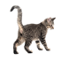 翘着尾巴站立的狸花猫