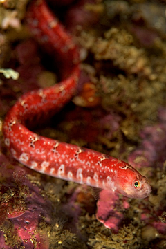 YANMIEZUIE采集到海洋生物