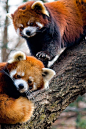 Red Pandas by rarecollection.ch on Flickr.