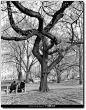 Leica中文摄影杂志 - 『他们在拍什么』Mitch Epstein，纽约的树 - QQ邮箱