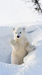 在极地，有很多可爱的小动物，今天我们就来盘点一下。