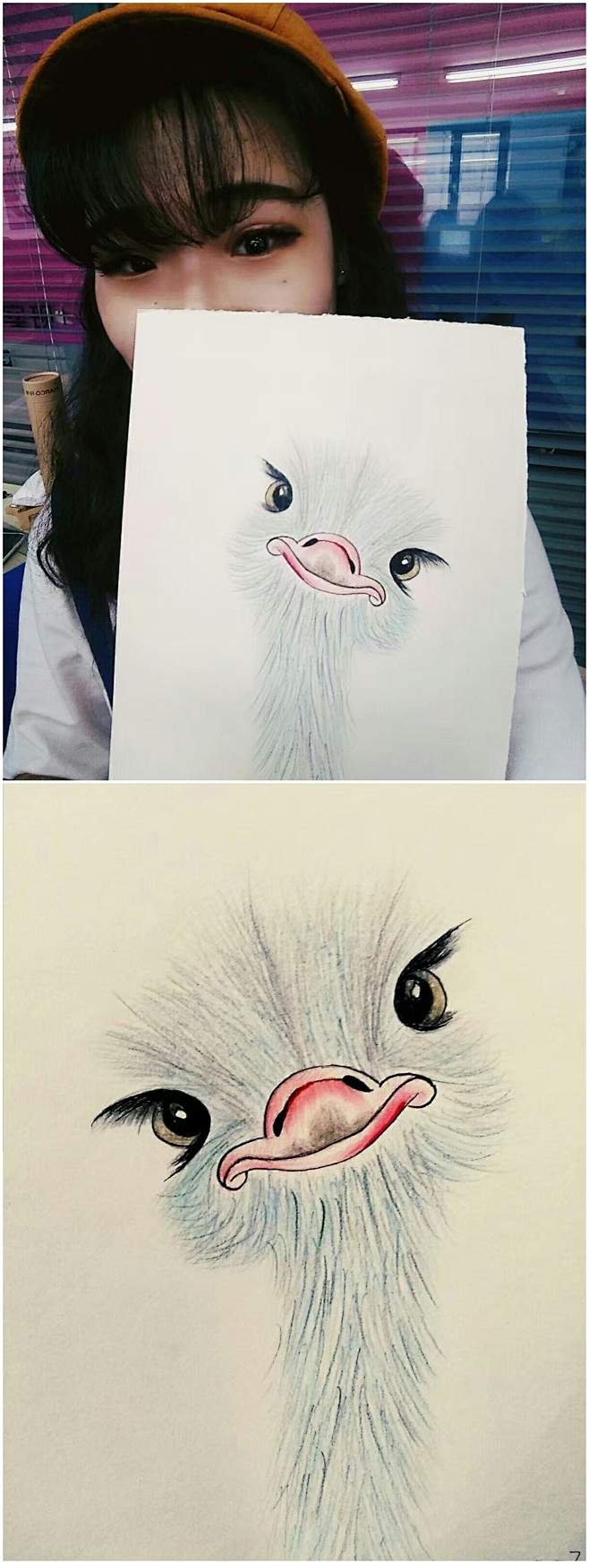 手绘彩铅鸵鸟
