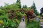 游温哥华岛--- <wbr>布查特花园 <wbr> <wbr>英国玫瑰园