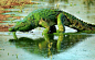 malformalady:

A massive 
crocodile emerged from a lake in South Africa looking even more sinister
 than usual thanks to a layer of bright green slime covering its body. The
 huge reptile was swimming in the Kruger National Park when it emerged 
from the 