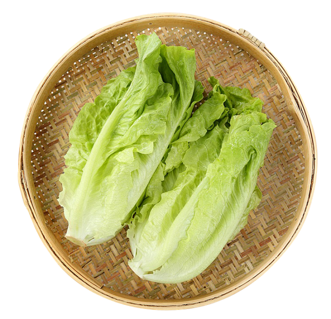 生菜