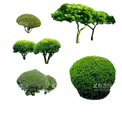 红千层ps素材贴图  - 源文件下载【酷图网】红千层,素材,贴图,模型,景观,ps,分层素材,素材图库,设计,PSD分层素材