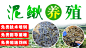 泥鳅养殖