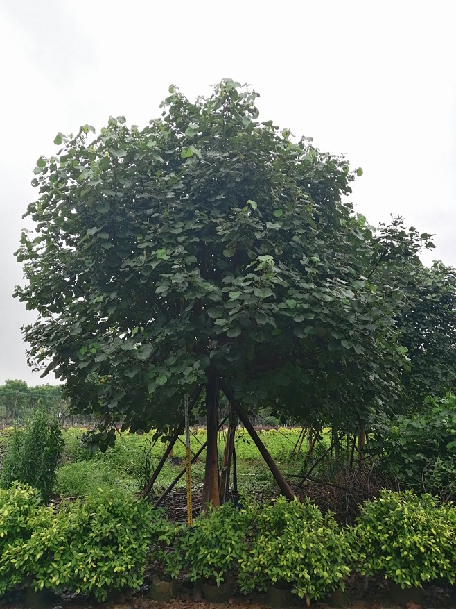 黄槿15cm