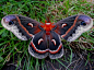 Flutterbys / Cecropia moth