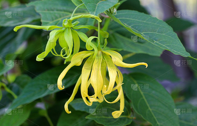 依兰花