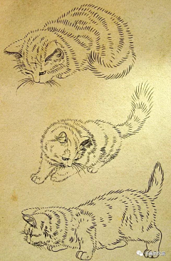 琉の璃采集到画猫