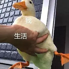 鸭鸭表情包合集!今天也要加油鸭!