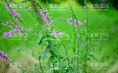 鲜花壁纸  - 源文件下载【酷图网】花,鲜花,绿植,壁纸,挂画,浪漫,清爽背景,清爽挂画,上墙挂画,小花小草,唯美背景,