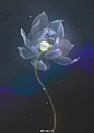 画花花
