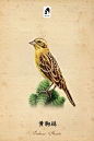 黄胸鹀，（学名：Emberiza aureola）属小型鸣禽，体长14-15cm，有2个亚种。额、头顶、头侧、颏及上喉均黑，翕及尾上覆羽栗褐；上体余部栗色；中覆羽白色，形成非常明显的白斑；颈胸部横贯栗褐色带；尾下覆羽几纯白；下体余部鲜黄色。一般主食植物种子。喙为圆锥形，与雀科的鸟类相比较为细弱，上下喙边缘不紧密切合而微向内弯，因而切合线中略有缝隙。非繁殖期常集群活动，繁殖期在地面或灌丛内筑碗状巢。分布于北欧至西伯利亚，日本北部和中国，冬季在印度等地。