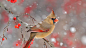 傲立枝头 - 一只雌性北美红雀 (© Matthew Studebaker/Minden Pictures) | 必应每日高清壁纸 - 精彩,从这里开始