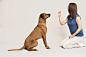 Dog on the floor: 1 thousand results found in Yandex Images