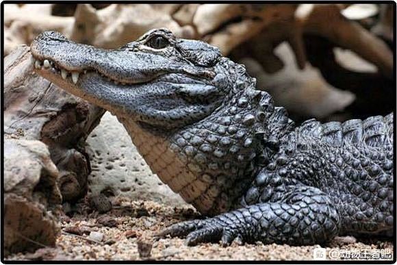 拉丁学名：Alligator sinensis (FAUVEL, 1879) 中文名：扬子鳄