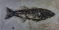 165 photos of Prehistoric Sea-Life Fossils