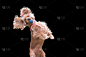 英国小猎犬,狗,球,友谊,宠物,水平画幅,可爱的,嬉戏的,2015年,斯班尼犬