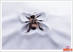 Surf Kin衣物柔顺剂广告,bee,Ants,Ladybird | +IDEA视觉 - 标志,画册,名片,包装,装帧,招贴,海报,广告,时尚,CI,VI,动漫,UI,CG,插画,漫画,摄影,室内,工业,网页,展示