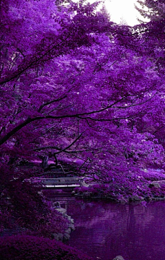 灵旭采集到紫色天堂