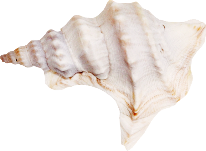 夏季沙滩 海洋生物 沙滩游戏 海滩素材 ...