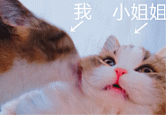 躲在酒窝里的贝壳采集到表情包