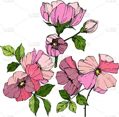 粉色,植物学,野玫瑰,玫瑰,铅笔,壁纸,植物群,春天,花