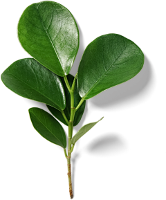 做设计的小学生采集到素材-植物+动物