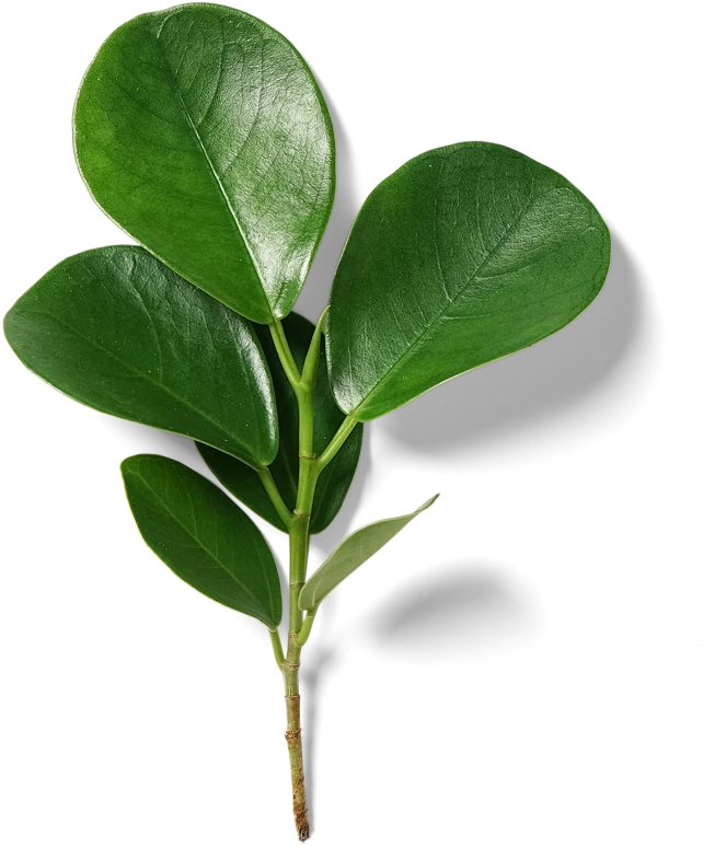 喜提地球：植物 水果