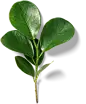 喜提地球：植物 水果