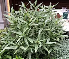银叶驳骨丹
