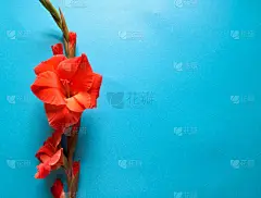 剑兰,贺卡,清新,珊瑚色,情人节卡,女性特质,简单,英国,模板,春天