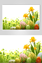 清新的复活节彩蛋图片-众图网