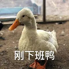 一组“冲鸭”表情包 超可爱的 晚安鸭~ ​