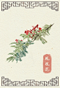 【阿昕细腻的手绘作品—— 关于自然和花朵的写真】—— 凤凰花