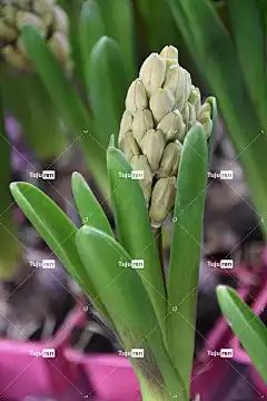 花 自然 风信子 葫芦绽放 花壁纸 绿叶 植物灯泡 花卉背景