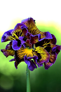ＣＪJ采集到花素材