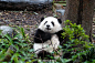 分享一波大熊猫和花的美照