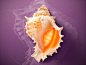 Seashell illustration icon tutorial sketch sea shell shadow technique pencil background