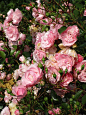 2020年7月，女王伊丽莎白公园玫瑰园，甜美的夏天，精致的粉色皇家博尼卡玫瑰