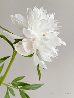 YOU困了大王采集到花花草草