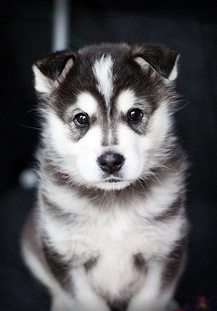 Beautiful Akita Pupp...