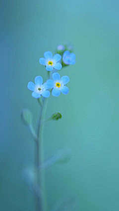 安德拉啦采集到植物