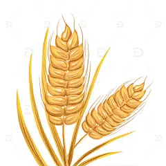 手绘小满麦子麦穗金黄插画元素高清模板免费下载-趣麦麦图