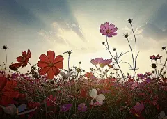 *、Flowers、爱图、平铺、文字、桌面、壁纸、诗意、简约