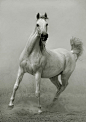 35张关于马的摄影照片
