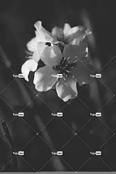 樱花 花朵 美丽的花朵 花壁纸 自然 花卉背景 黑和白