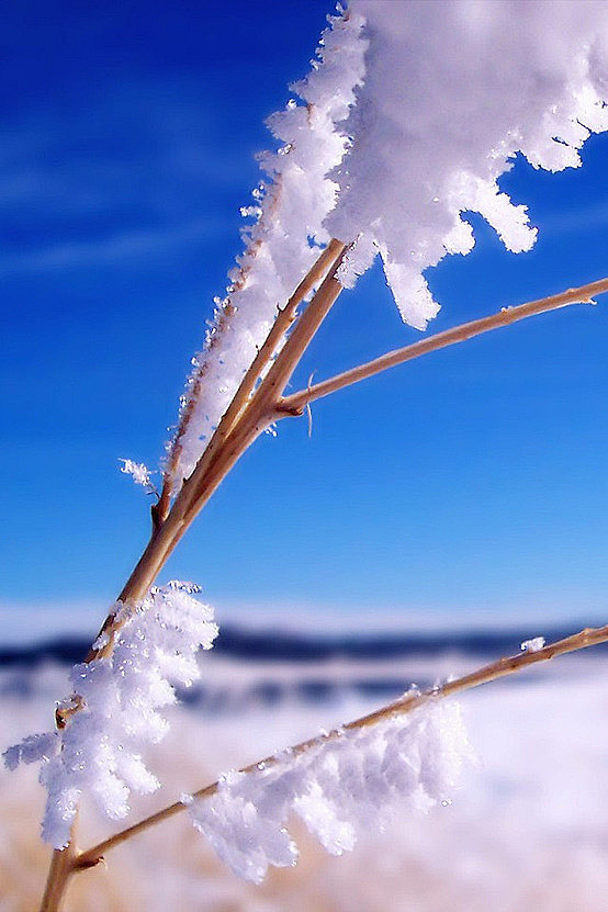 我的心，白雪，越冷越洁白。
我的情，蓝天...